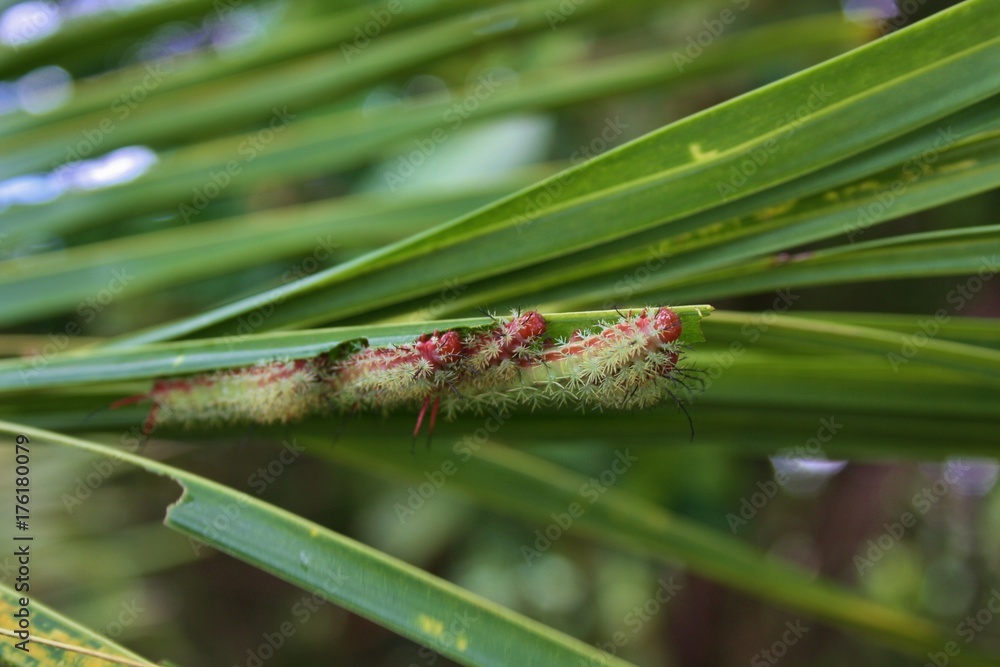 Three caterpillars eating a Palm