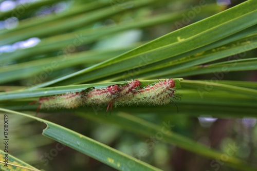 Three caterpillars eating a Palm
