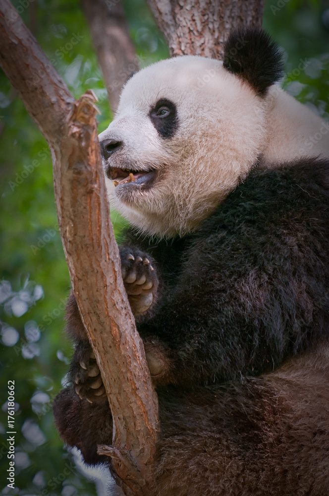 Fototapeta premium Giant Panda