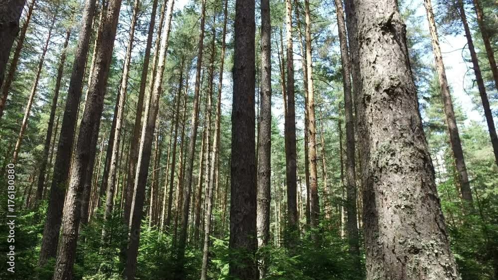 Running pov in a thick deciduous forest of pine trees, Running pov in a thick deciduous forest of pine trees,