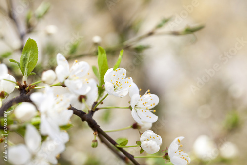 cherry blossoms, close-up