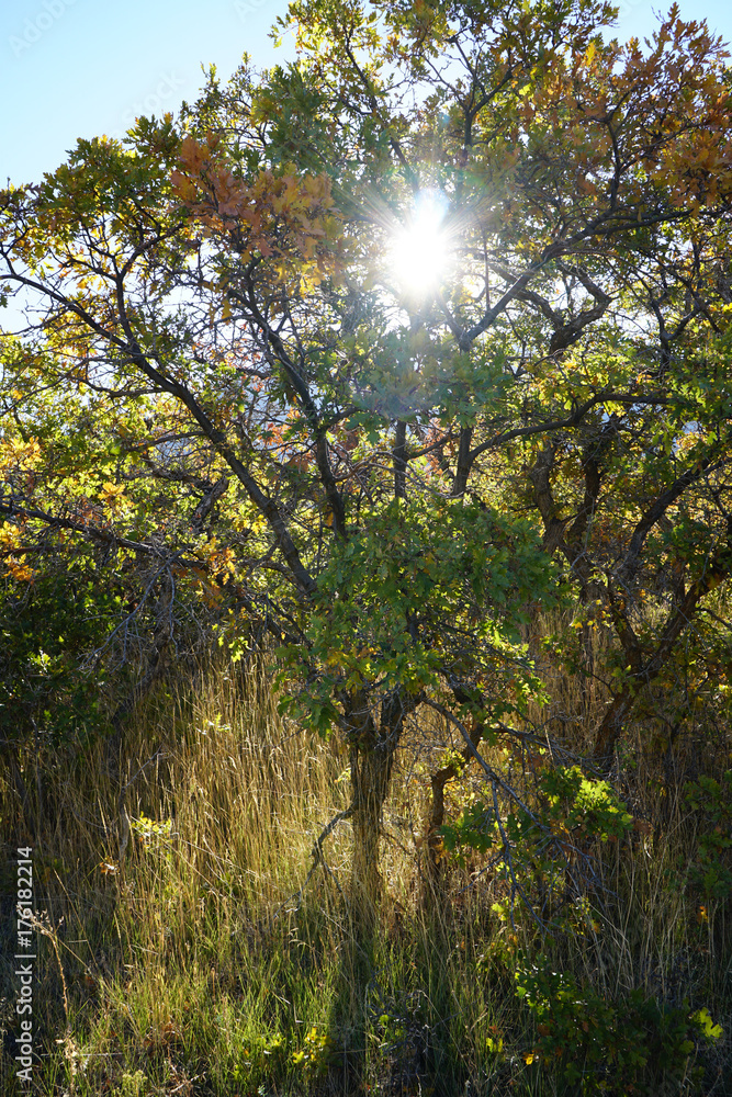 Sunray Through Tree 01 Sunray Through Tree 01