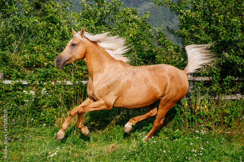 Palomino horse cantering in a field, Brasov, Romania