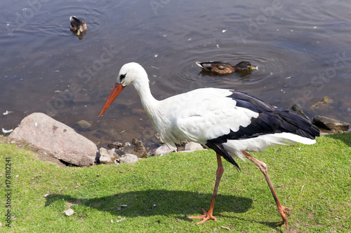 White stork, close-up photo