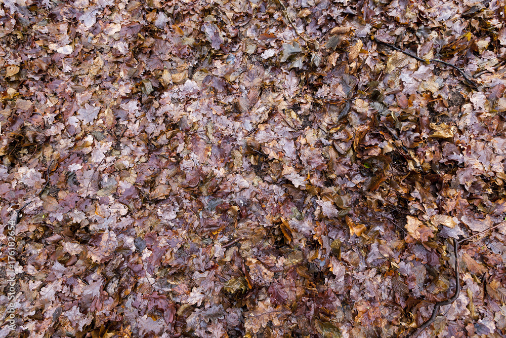 Rotting foliage of maple Rotting foliage of maple