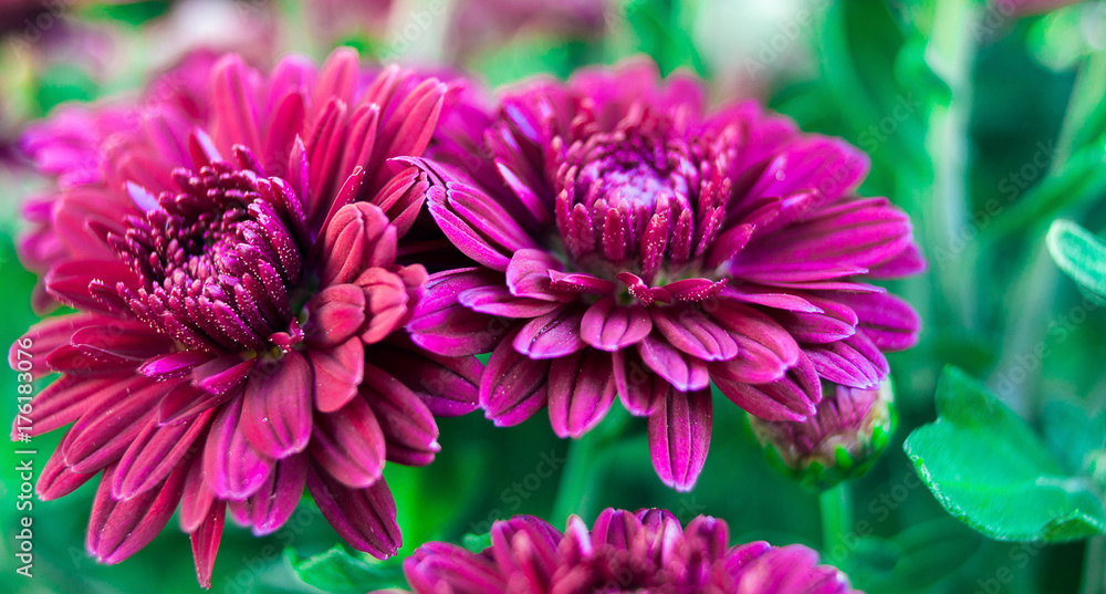 Obraz premium Red Flowers Up Close