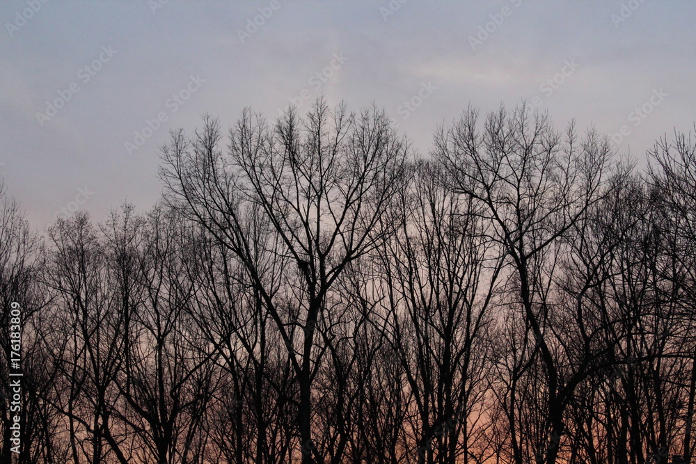 Cool Trees Cool Trees