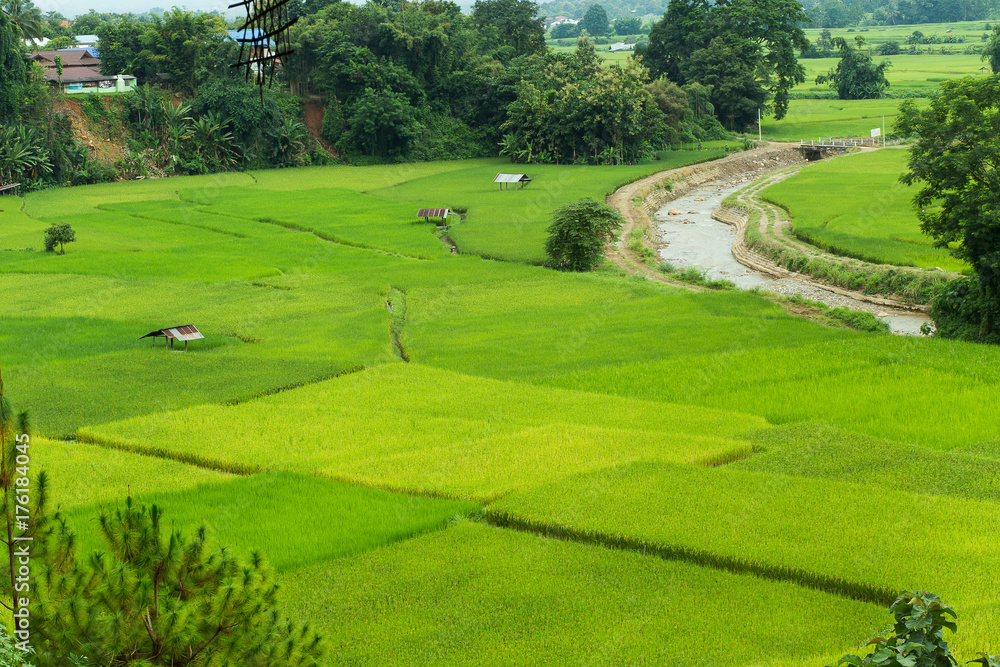 Obraz premium Green rice field in Pua, Nan province, North Thailand