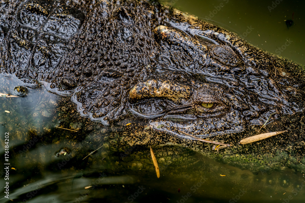 Fototapeta premium Crocodile in the zoo
