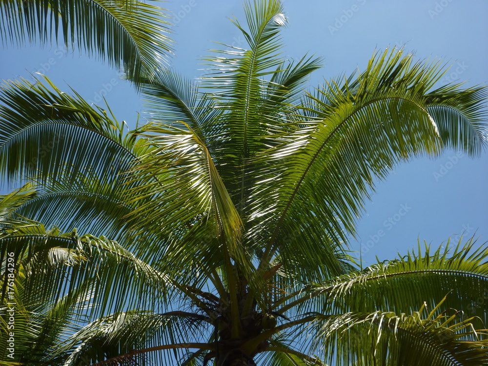 Fototapeta premium Tropical views, Costa Rica