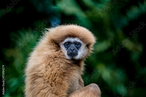 Wallpaper Mural Brown gibbon Torontodigital.ca