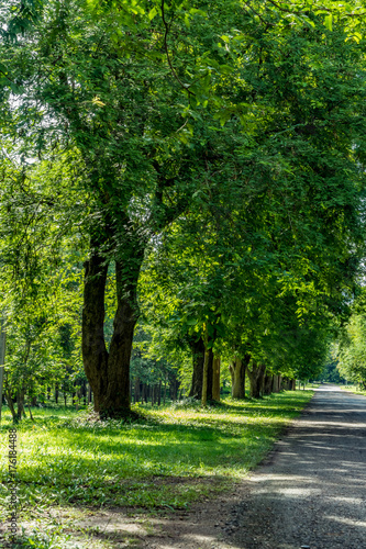 Asphalt country road © santagig