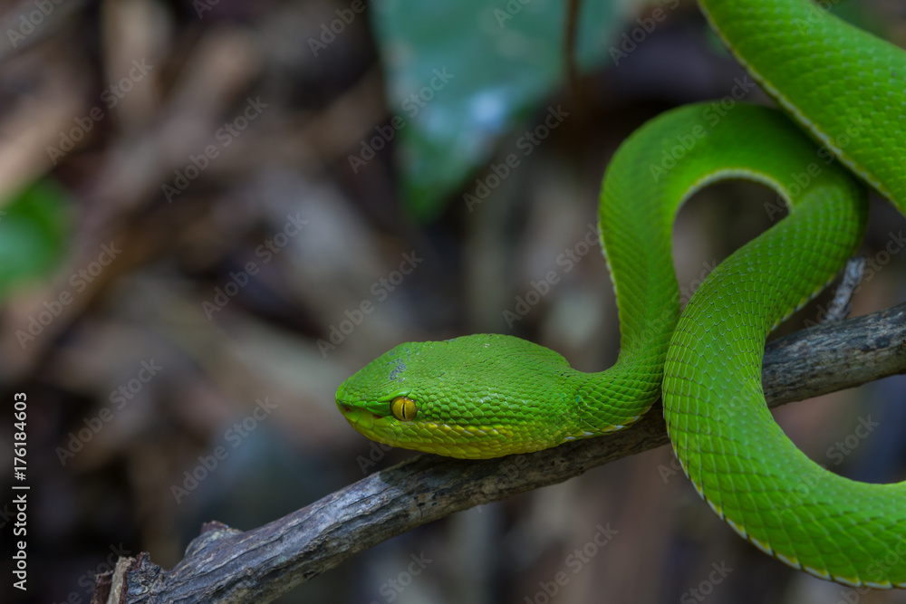 Close up Yellow-lipped Green Pit Viper snake Close up Yellow-lipped Green Pit Viper snake
