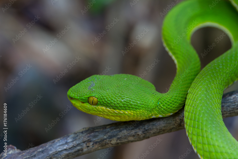 Close up Yellow-lipped Green Pit Viper snake Close up Yellow-lipped Green Pit Viper snake