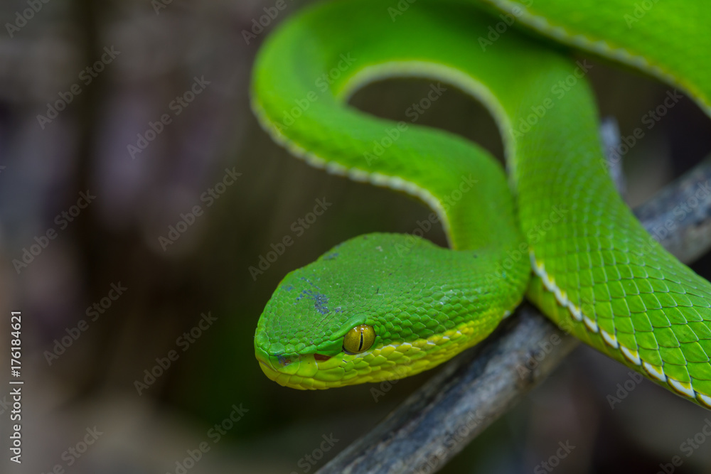 Close up Yellow-lipped Green Pit Viper snake Close up Yellow-lipped Green Pit Viper snake