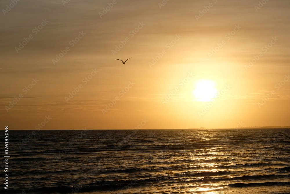 Seagulls in the sunset 1