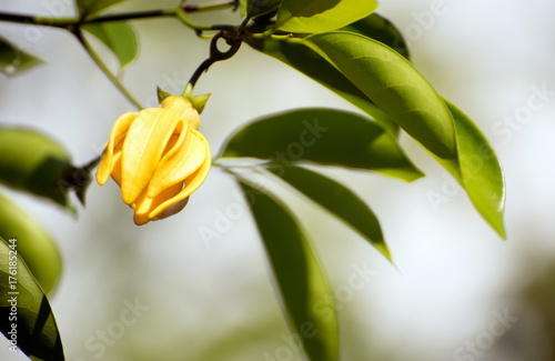 Ylang-ylang flower tree