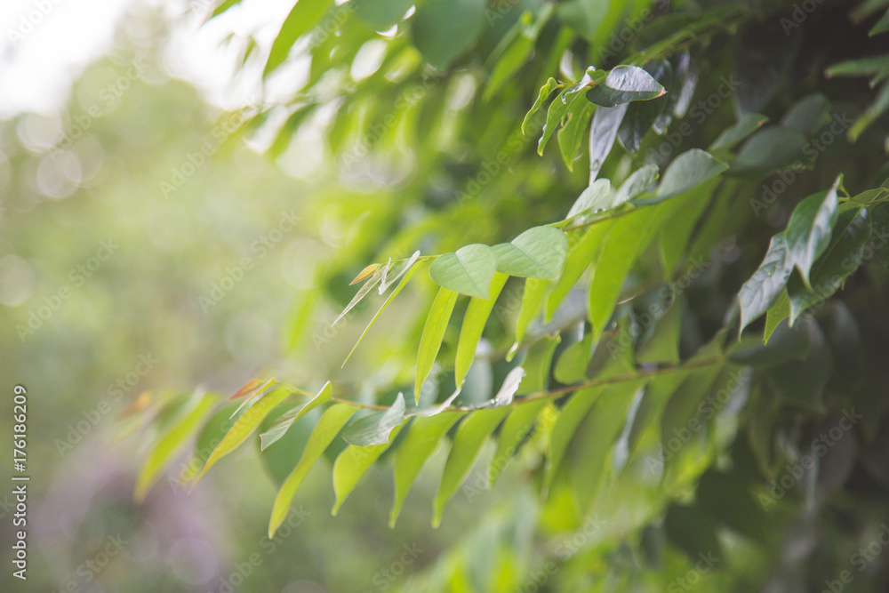 Star goosebery leaf in the morning background