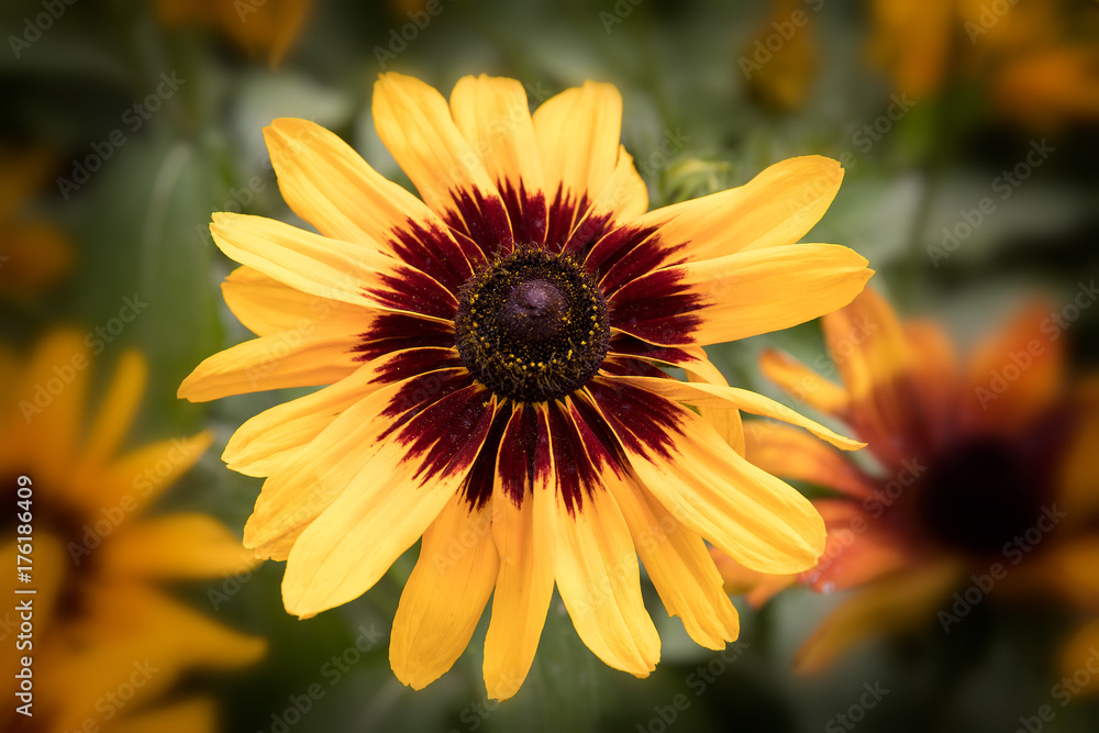 Obraz premium Yellow Flower