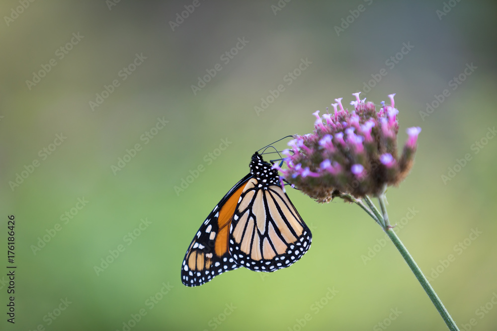 Tiger butterfly Tiger butterfly