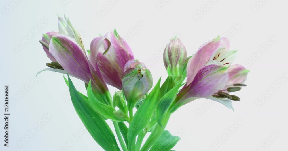開花タイムラプス アルストロメリア 開花タイムラプス アルストロメリア