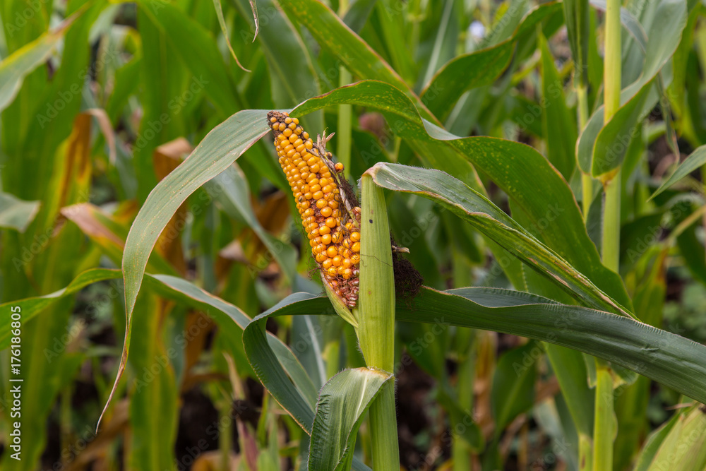 Fototapeta premium Overripe corn on the stalk