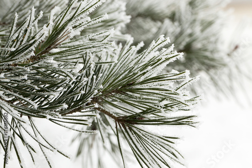 Pine forest  close-up