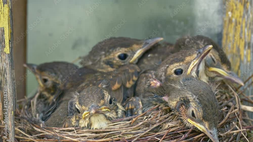 Adult female thrush flies into the nest and feeds the chicks. One of the chicks pops anus out of the nest and defecates. Adult female thrush flies into the nest and feeds the chicks. One of the chicks pops anus out of the nest and defecates.