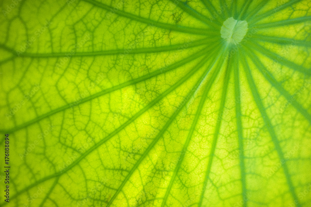 Close up lotus leaf, texture Close up lotus leaf, texture