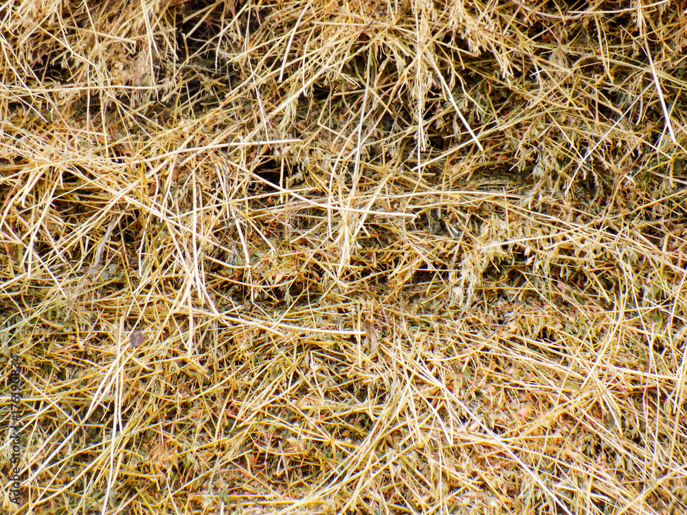 Texture hay Texture hay