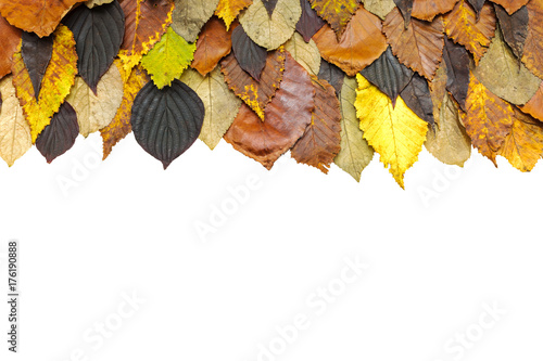 autumnal bright colorful dry leaves background, top view