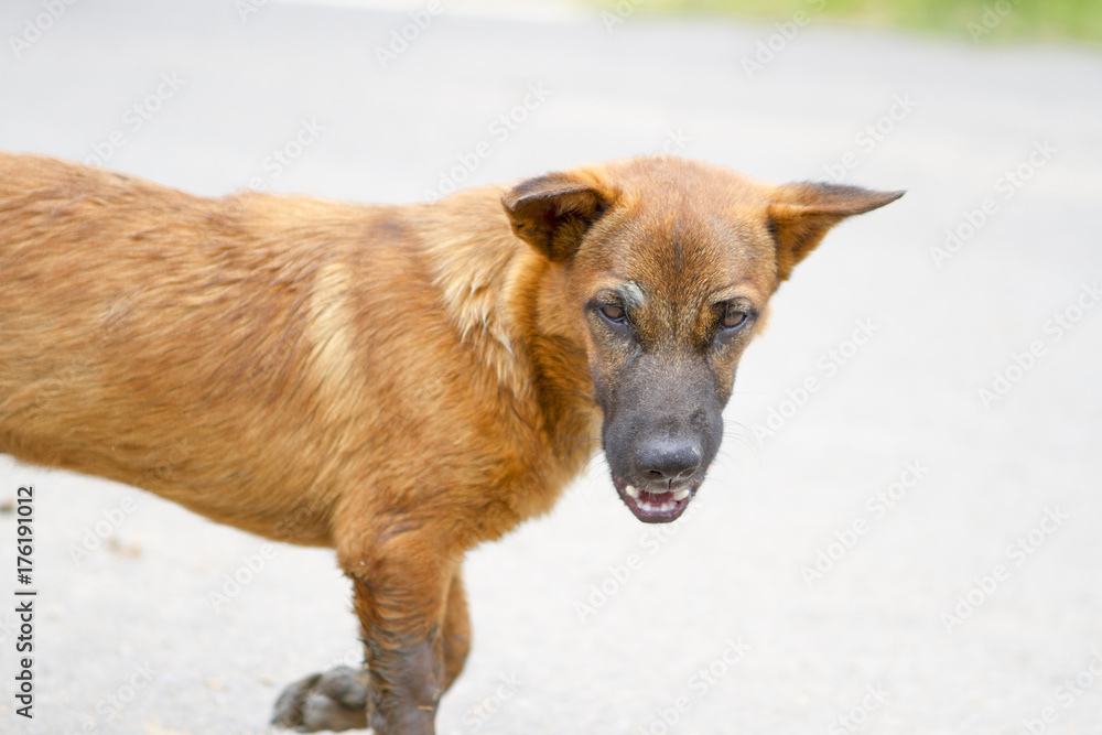 Naklejka premium Angry dog brown on the way