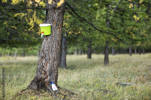 campsite handwash station in a forest photo