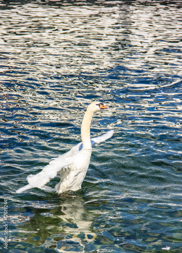 Beautiful white swan flapping its wings in the lake background.