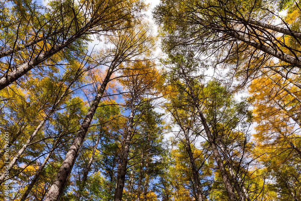 Forest in autumn Forest in autumn