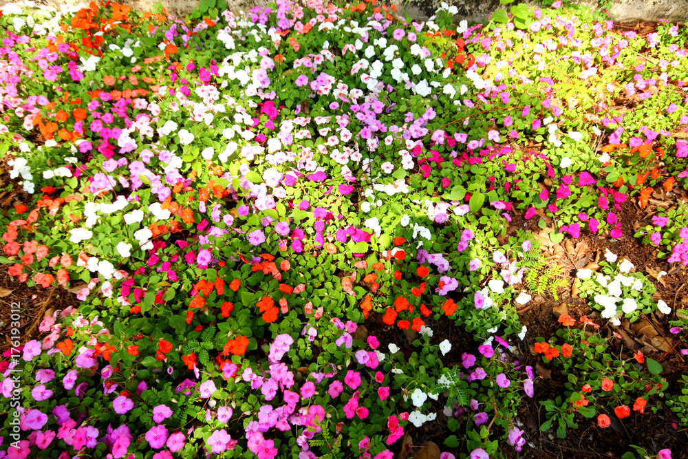 Colorful flower garden