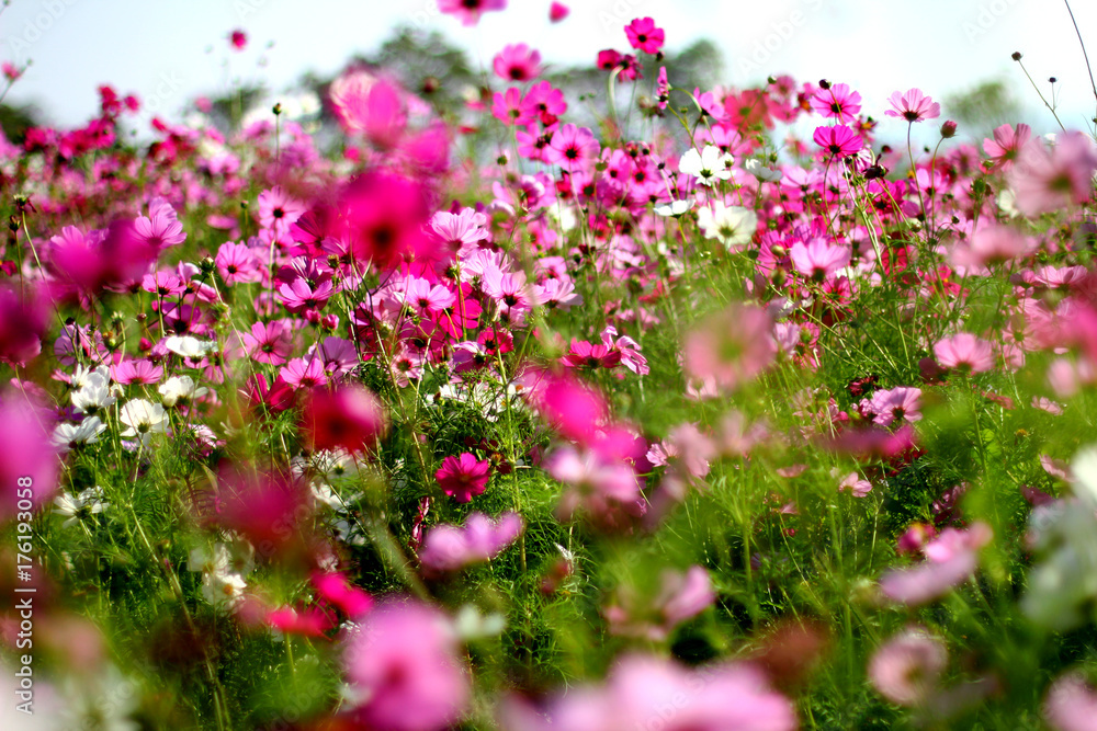 Colorful flower garden Colorful flower garden