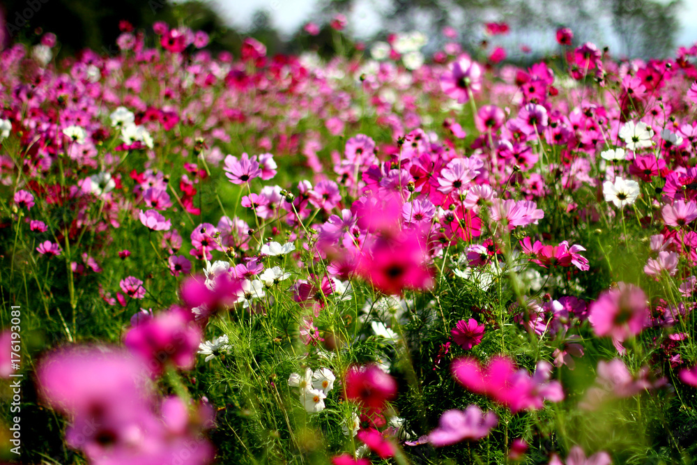 Obraz premium Colorful flower garden