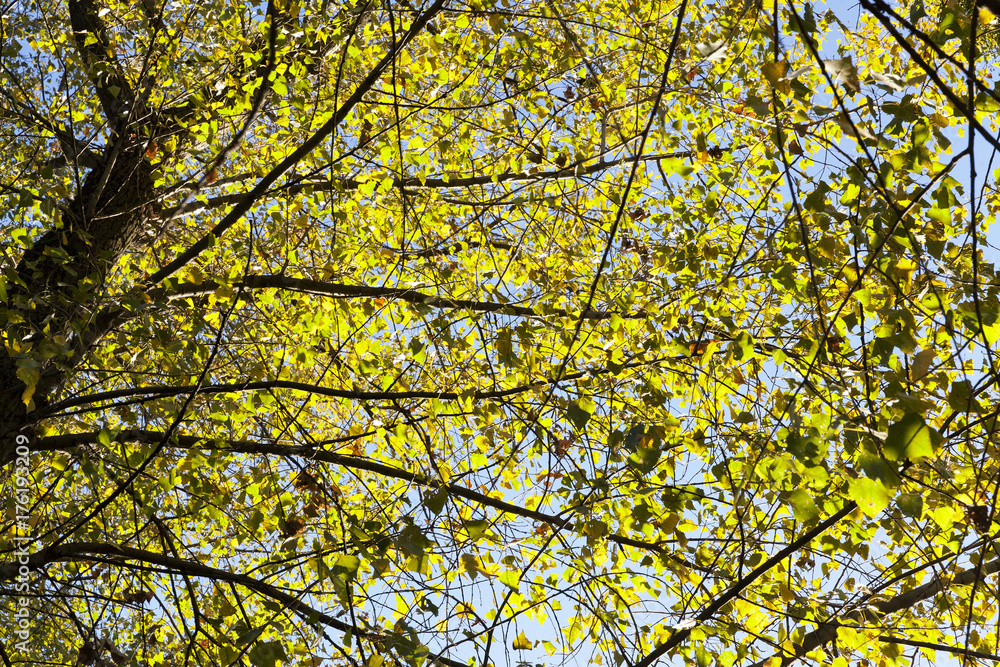 yellowed maple trees in autumn yellowed maple trees in autumn