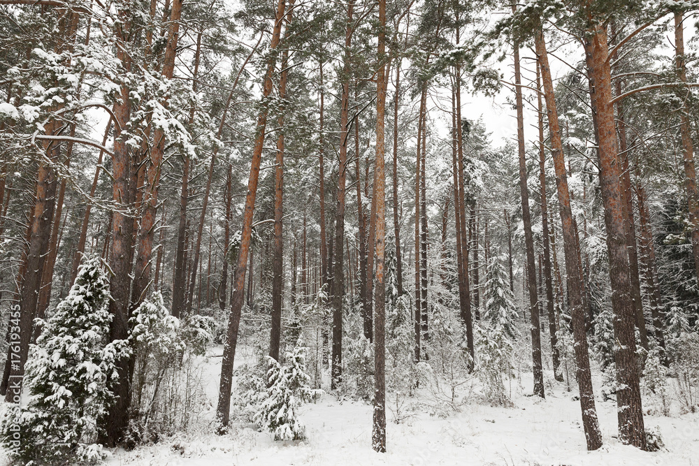Fototapeta premium Winter landscape, snowfall
