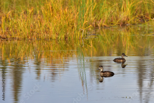 Fall Ducks