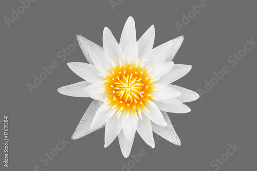 Lotus top view with clipping path