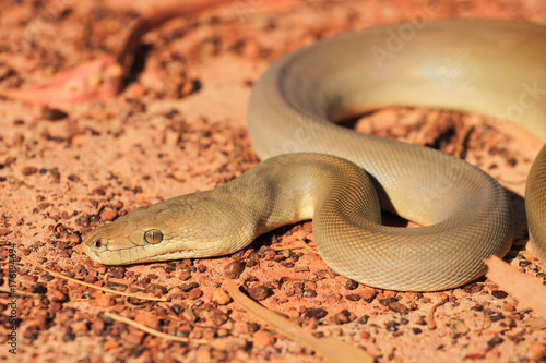 Canvas Print Olive Python (Liasis olivaceus) in the top end of Northern Territory