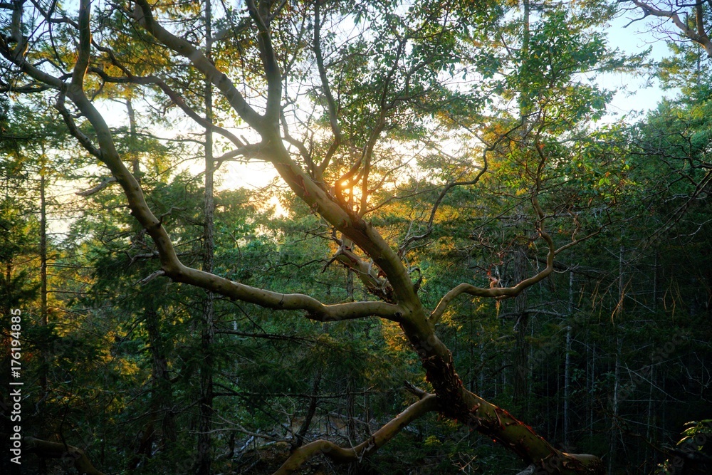 Amerikanischer Erdbeerbaum im Wald Amerikanischer Erdbeerbaum im Wald