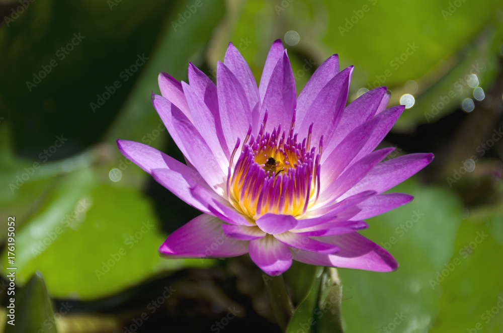 睡蓮の花 睡蓮の花