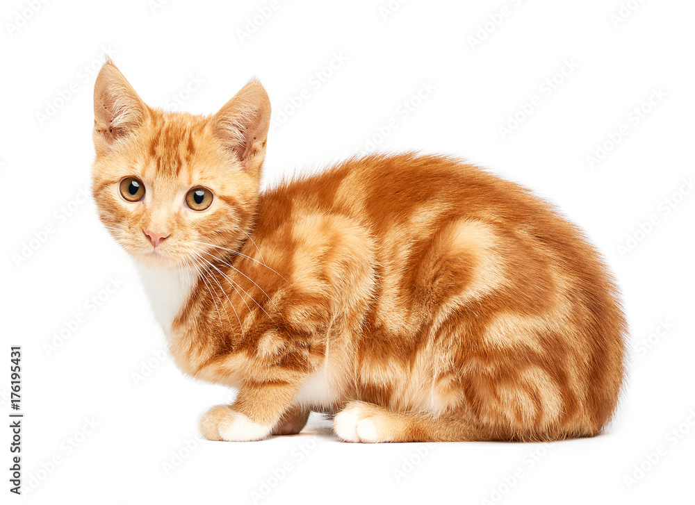 Fototapeta premium Adorable ginger kitten sitting against a white background