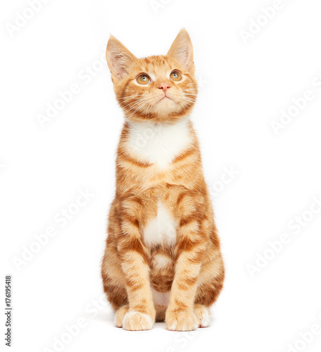 Adorable ginger kitten sitting against a white background looking up