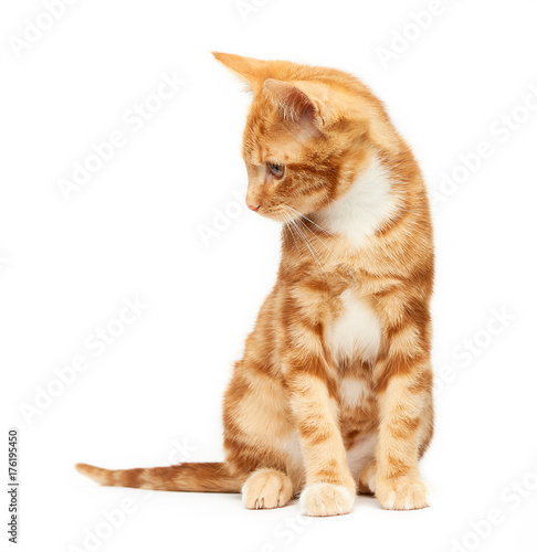 Adorable ginger kitten sitting against a white background looking down