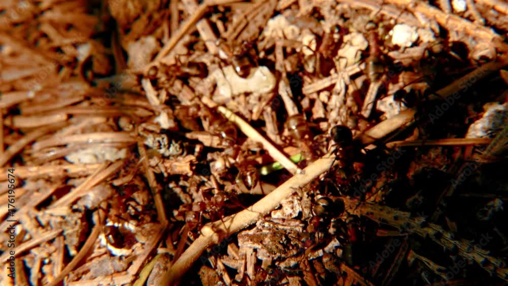 Red ants on an anthill. Forest ants crawling over the surface of an ant hill, built from the needles of coniferous trees. Red ants on an anthill. Forest ants crawling over the surface of an ant hill, built from the needles of coniferous trees.