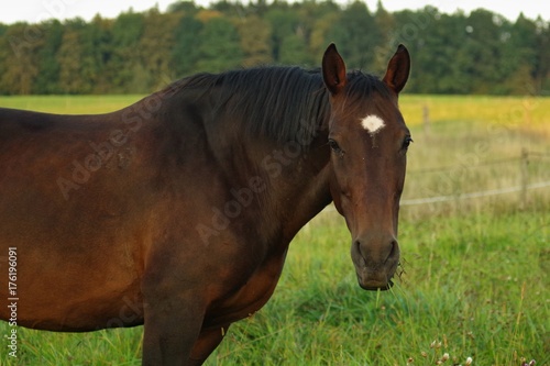 Warm-blooded bay mare on pasture